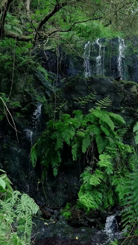 Scenic waterfall flowing through a lush green rainforest 库存影片 334444309