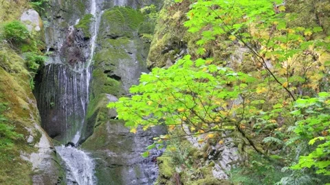 Scenic waterfall trickling down mossy canyon wall Stock Footage 342142685