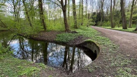 Scenic Waterside Nature View with Reflections in Amsterdam Forest Stock Footage 334149968