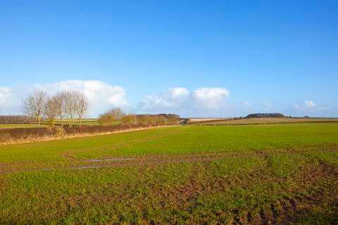Scenic wheat field Stock Photos