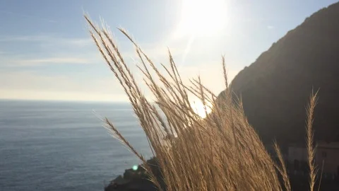 Scenic Wheat Grass Blows in Wind on Ocean Hillside Stock Footage 103528314