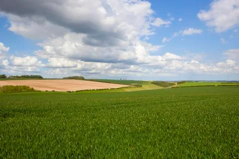 Scenic wheatfields Foto stock