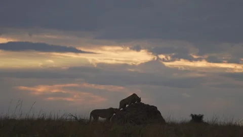 Scenic Wildlife View of Two African Cheetahs on a Termite Mound in Maasai Mara Stock Footage 342016230