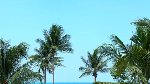 Scenic of wind blowing coconut trees on a tropical beach with clear blue sky Vidéo 108260261