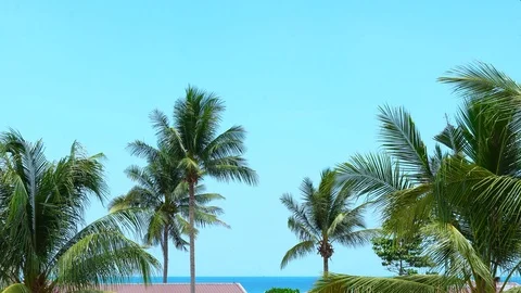 Scenic of wind blowing coconut trees on a tropical beach Vidéo 108260653
