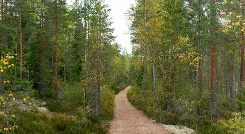 Scenic Winding Forest Path Surrounded by Tall Green Pine and Birch Trees wi.. Stock Photos