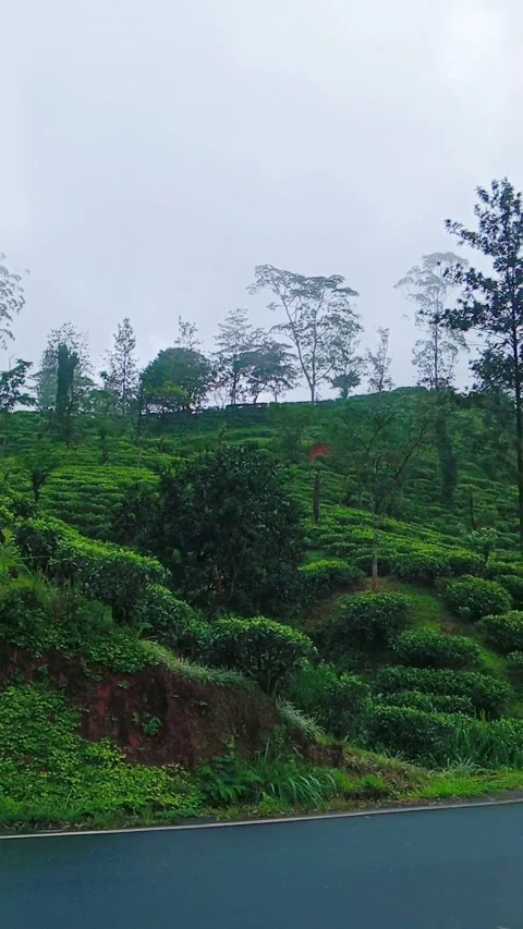 Scenic winding road through green hills and tea plantation in mist Stock Footage 346335720