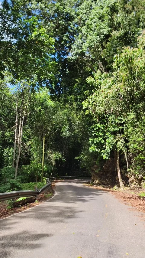 Scenic winding road through lush tropical jungle, Pedernales, Dominican Republic Video stock 330081553