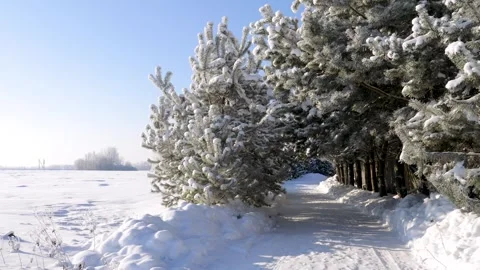Scenic winter forest path with snow-covered pine trees Stock Footage 336511626