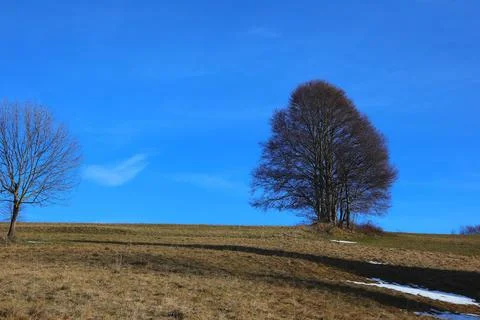Scenic winter landscape with isolated bare tree on hill Stock Photos