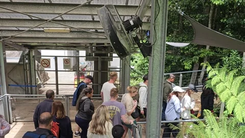Scenic World Station Queue among Ferns, Blue Mountains, Australia 8K Stock-Footage 299058214