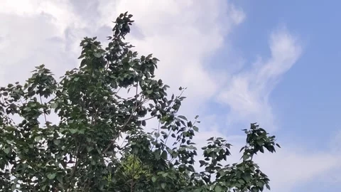 Scenics view of the tree leaves  blowing in wind. 動画素材 314588127