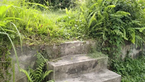Scenics view of the wild grass around the steps 動画素材 190915563