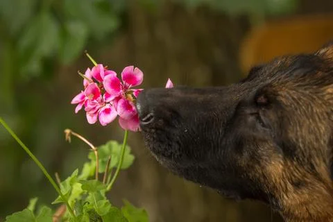 The scent of a flower Foto stock