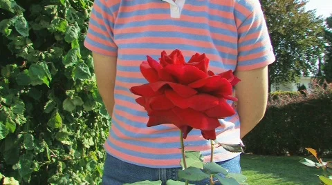 Scent of roses Stock Footage 508055