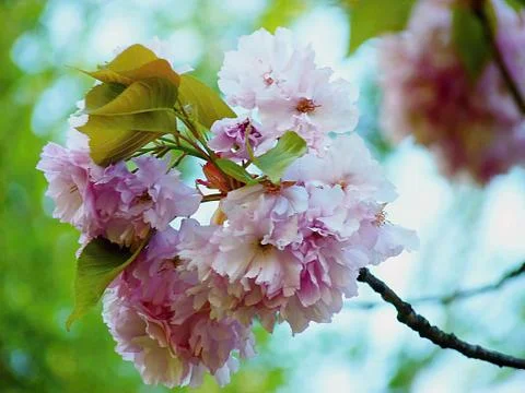 Scent of spring. Stock Photos