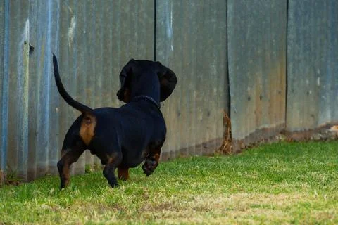 Scent Tracking Stock Photos