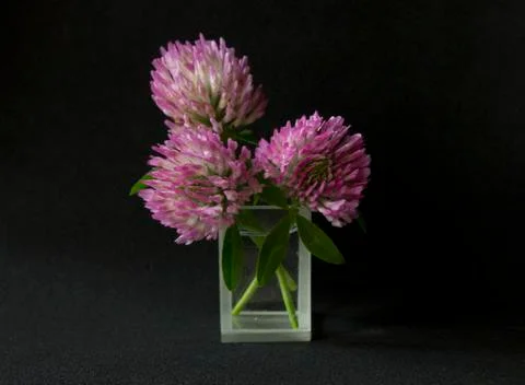 Scented flowers of clover Stock Photos