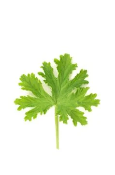 Scented geraniums leaf close up mosquitoes repellent Stock Photos
