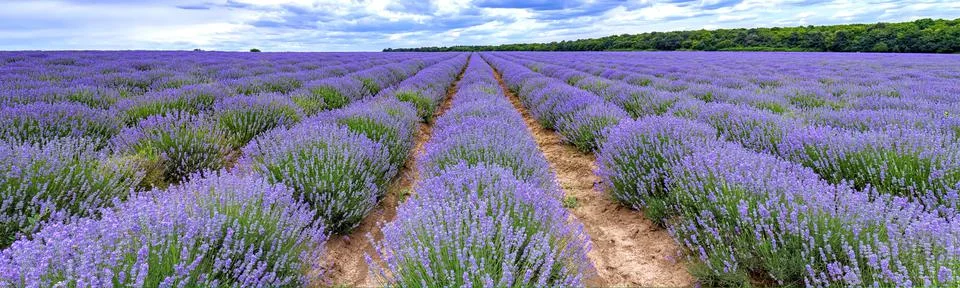 Scented  lavender Stock Photos
