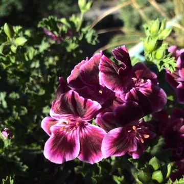 Scented-leaved Geranium Stock Photos