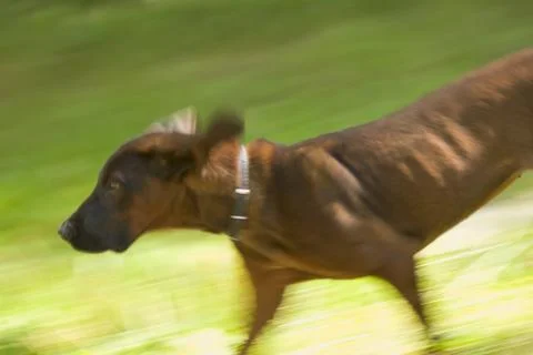 Scenthound Stock Photos