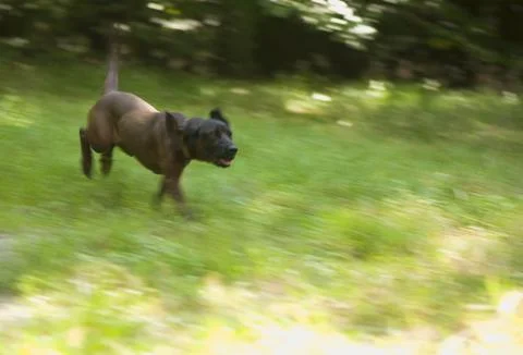 Scenthound Stock Photos