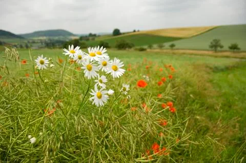 Scentless Mayweed 01 Stock Photos