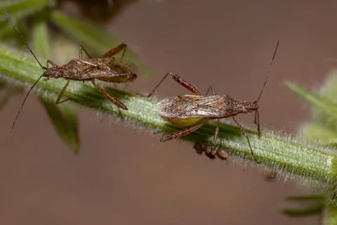 Scentless Plant Bug Foto stock