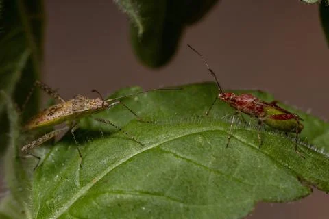 Scentless Plant Bug Stock Photos