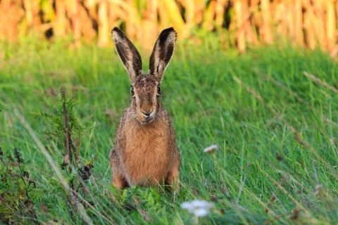 Sceptically looking Easter bunny Stock Photos
