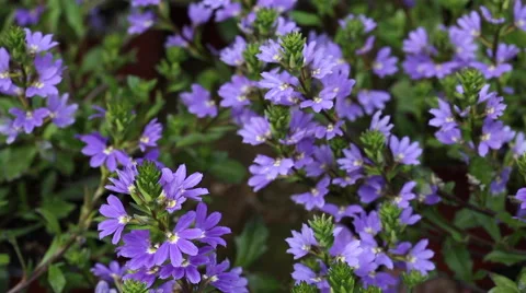 Scevola aemula Stock Footage 63472603