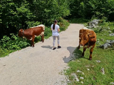 Schafberg 写真素材