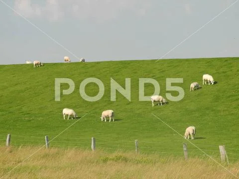 Schafe am Deich schaf, schafe, deich, nordsee, norddeutschland, tier ...