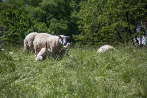 Schafe auf Weide Stock Photos