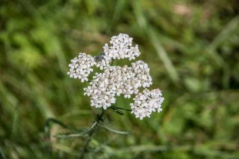 Schafgarbe Stock Photos