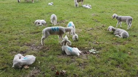 Schafherde Stock Photos