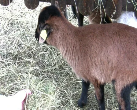 Scharfe Vídeo Stock 345918