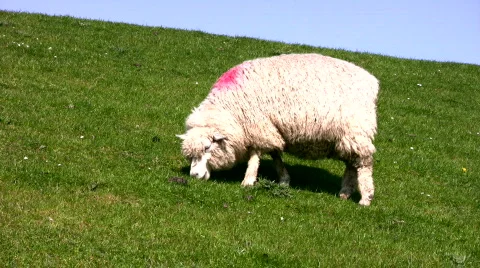 Scheep is grazing Stock Footage 640899