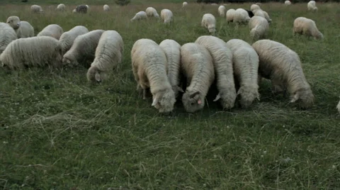 SCHEEP ON THE MOUNTAIN PASTURE Stock Footage 68755718