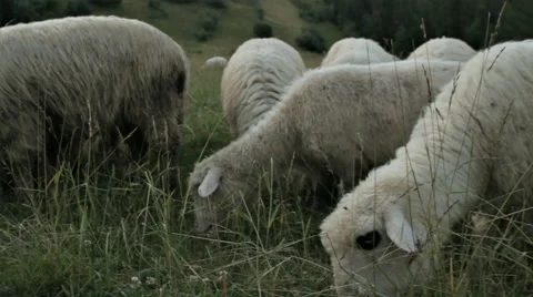 SCHEEP ON THE MOUNTAIN PASTURE Stock Footage 68755862