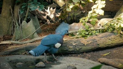 Scheepmaker's crowned pigeon Stock Footage 99755370
