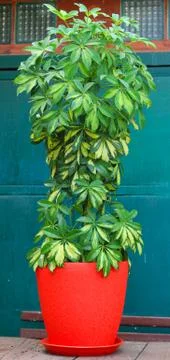 Schefflera flower plant. Stock Photos
