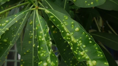 Schefflera Plant Leaves with Yellow Spots Disease Stock Footage 327831736