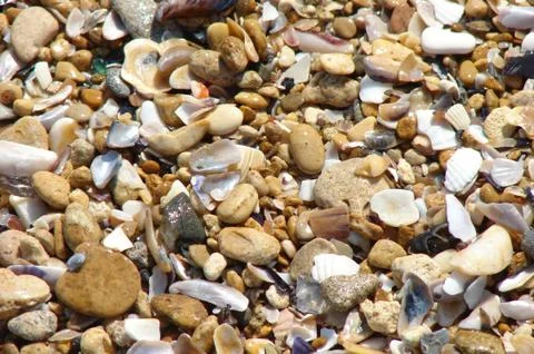 Schell Texture Stock Photos