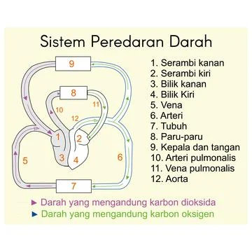Schematic drawing of the human circulatory system. Stock Illustration