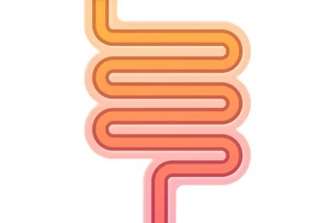 Schematic illustration of human intestines 스톡 일러스트