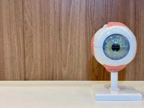 Schematic model of human eye Stock Photos