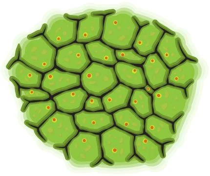 Schematic representation of living cells - vector Stock Illustration