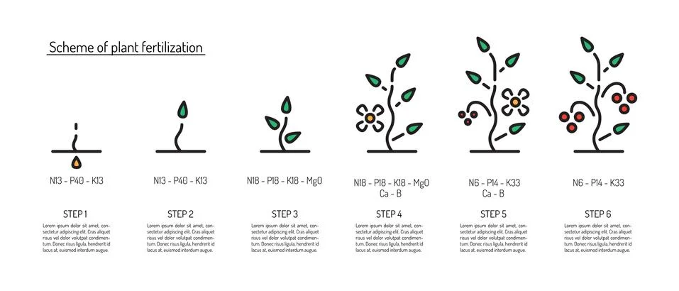 Scheme of fertilization of plants depending on the stage of growth Illustrazione stock